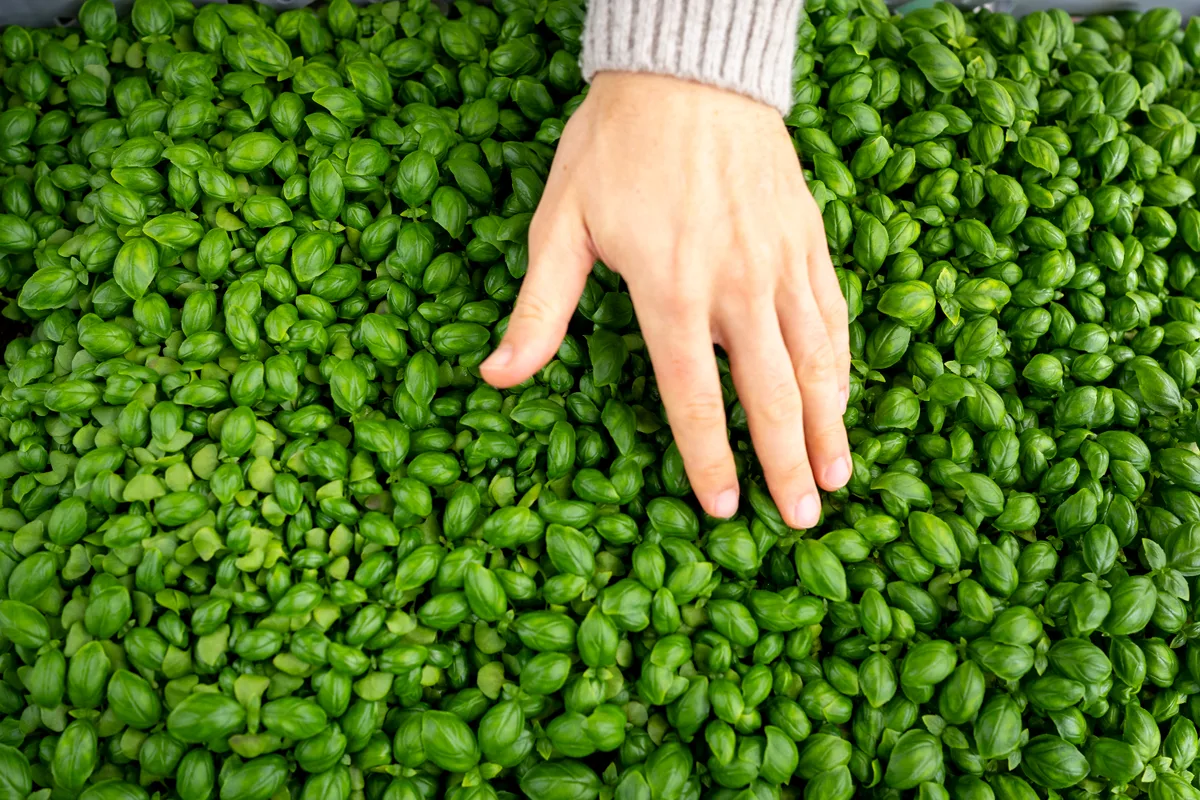 Eine Hand streicht durch Basilikumblätter.